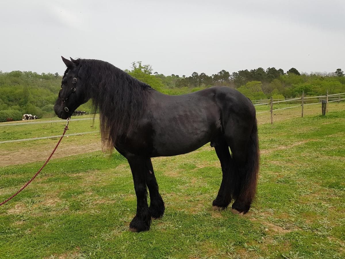 Gite Equestre Domaine Des Crins - Monpazier Capdrot Eksteriør billede