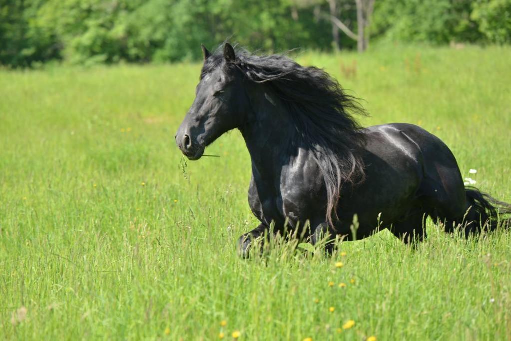 Gite Equestre Domaine Des Crins - Monpazier Capdrot Eksteriør billede